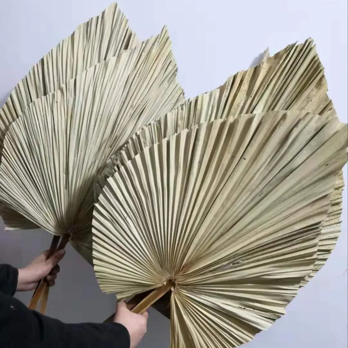 Palm Leaf Dried - Naturalne suszone liście palmowe, suszone kwiaty