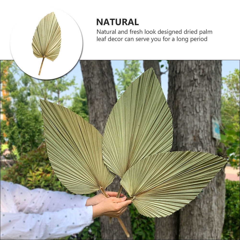 1 szt. Naturalny suszony liść  – Palm Leaf Dried recenzja i cena