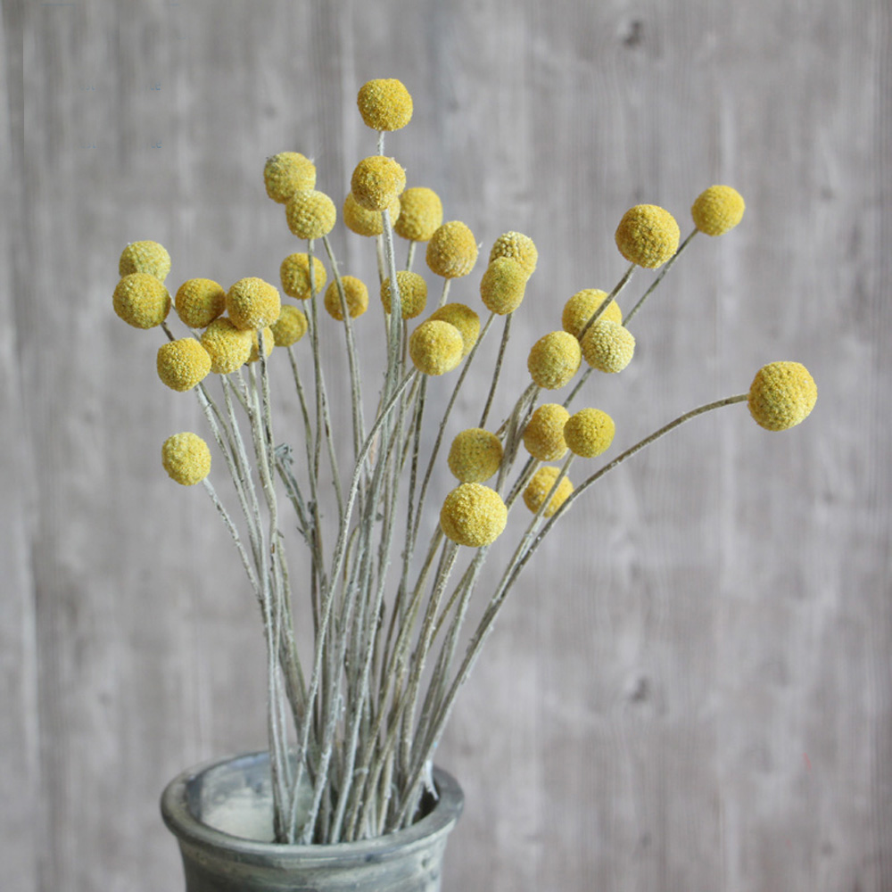 20 sztuk Naturalne suszone buk – Dried Flower Bunch recenzja i cena
