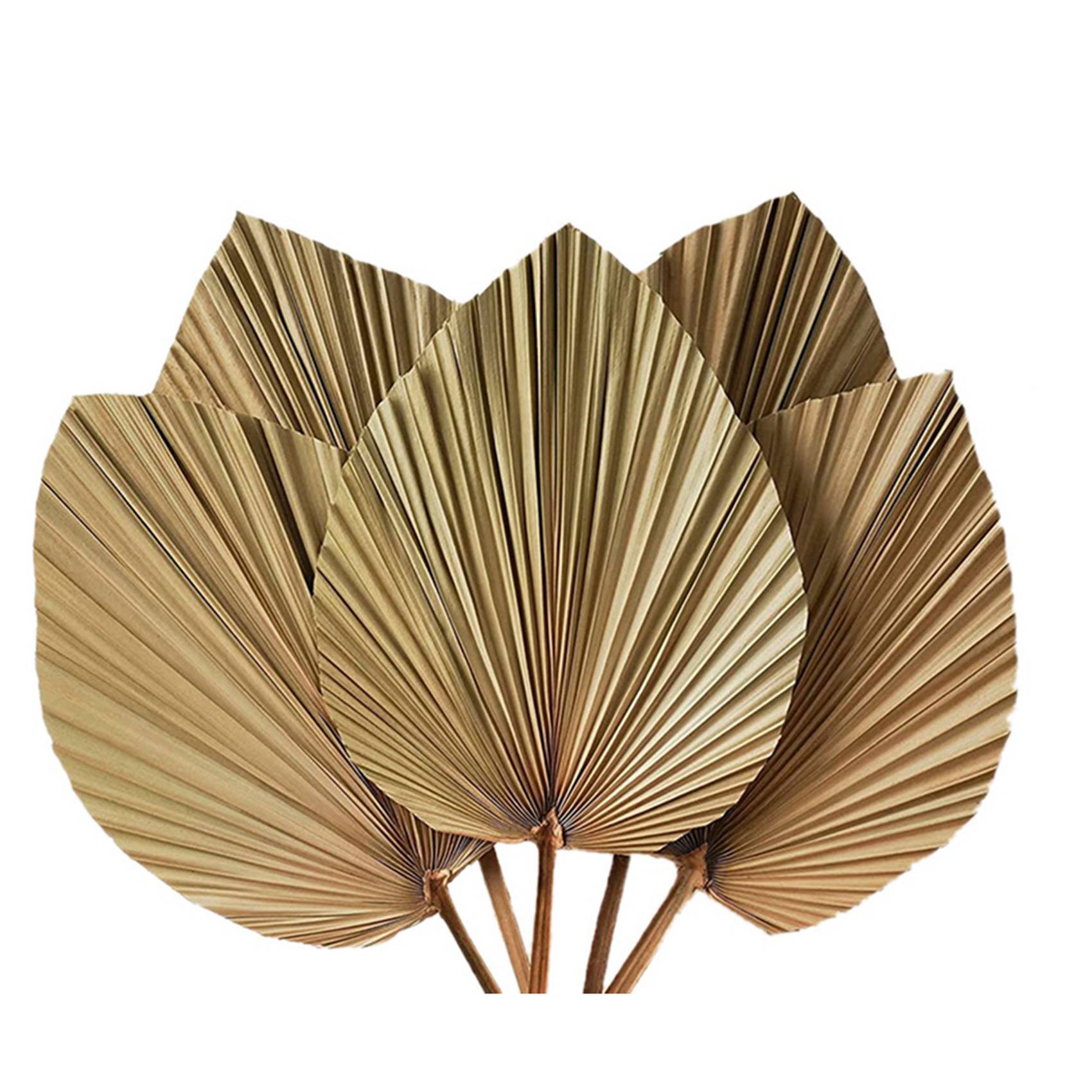 Suszone liście palmowe do deko – Palm Leaf Dried recenzja i cena